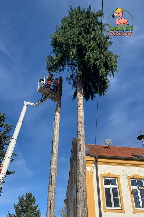 Baumpflege mit Hebebühne an hohen Nadelbäumen – professionelle Baumarbeiten in Waldkraiburg und Mühldorf am Inn