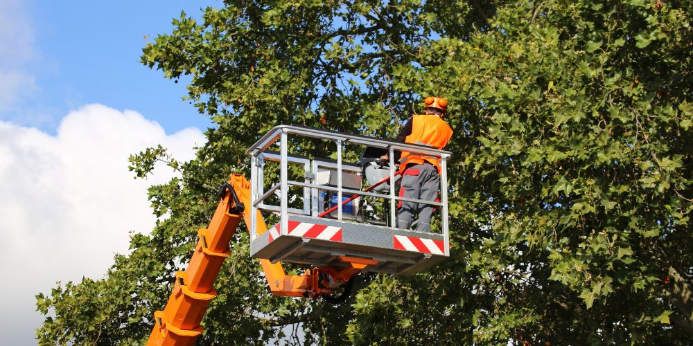 Gefällter Baum mit abgesägten Stammstücken – Baumfällung und Holzaufarbeitung in Waldkraiburg und Mühldorf am Inn
