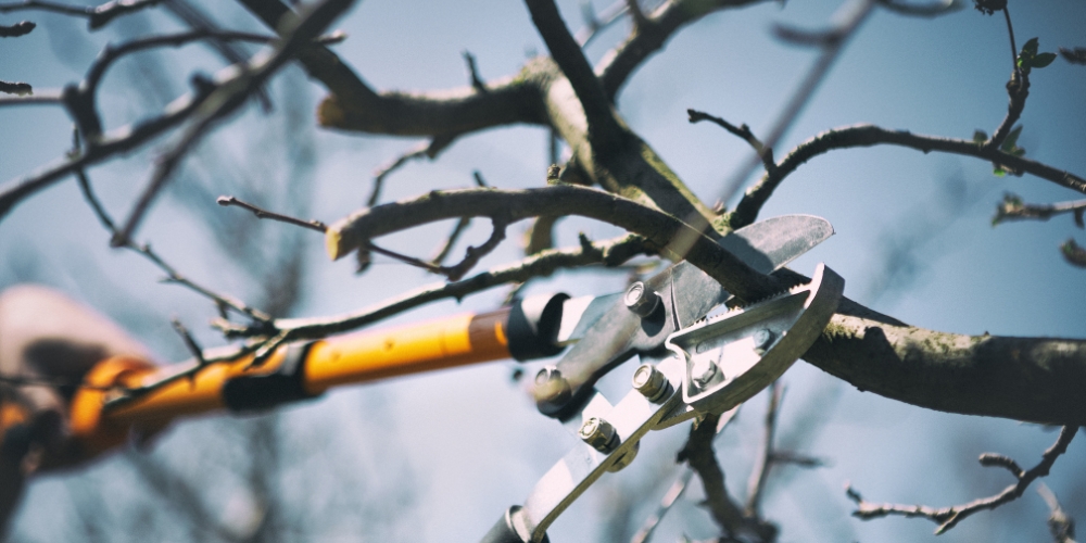 Professioneller Baumschnitt in Mühldorf am Inn durch Gartenflamingo