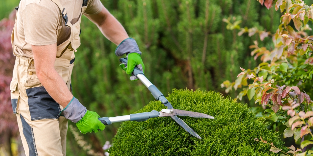 Manueller Formschnitt einer Thuja-Kugel in Erding durch Gartenflamingo – Ihr Meisterbetrieb für Gartenpflege.