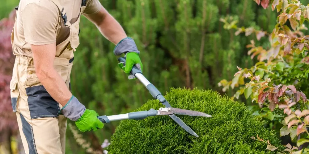 Präzisions-Heckenschnitt von Hand Manueller Formschnitt einer Thuja-Kugel in Erding durch Gartenflamingo – Ihr Meisterbetrieb für Gartenpflege.