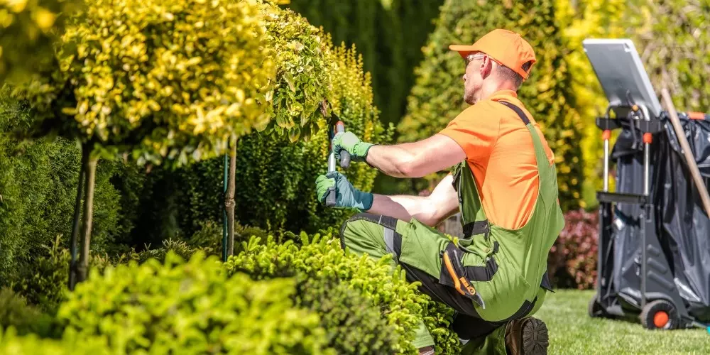 Rosenschnitt – Gartenpflege Gartenflamingo Professioneller Rosenschnitt und Gartenpflege durch Gartenflamingo