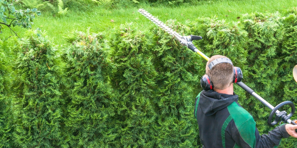 Professioneller Heckenschnitt in Erding durch Gartenflamingo