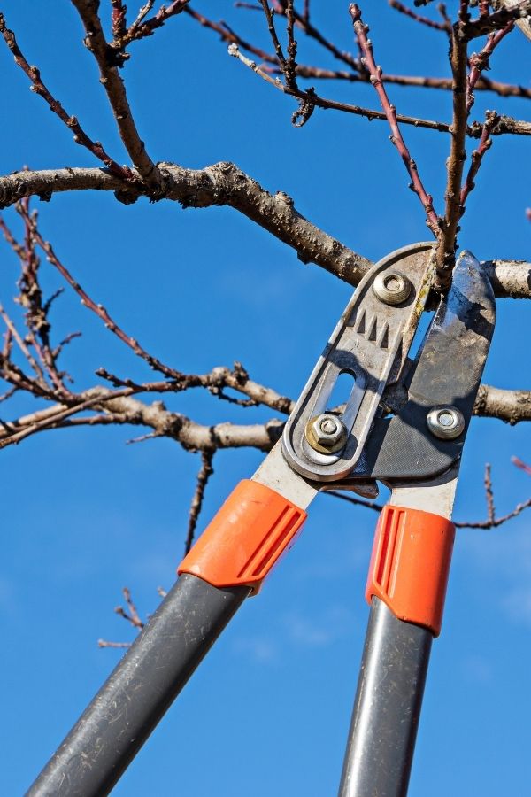 Baumschnitt mit Astschere bei der professionellen Baumpflege in Lengdorf durch Gartenflamingo