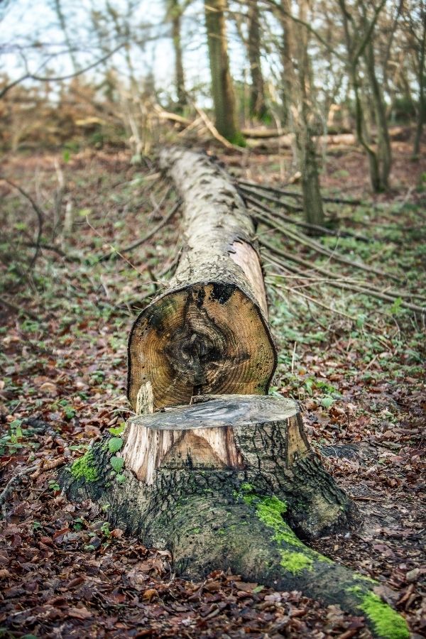 Gefällter Baumstamm im Wald nach der Baumfällung – professionelle Baumarbeiten in Lengdorf und im Landkreis Erding.