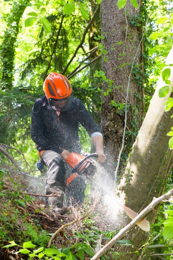 Baumfällung mit Motorsäge durch Baumpfleger – professionelle Baumarbeiten in Lengdorf und Landkreis Erding.