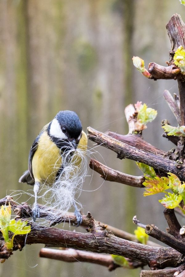 Vogelschutz bei der Baumpflege und beim Baumschnitt in Erding durch Gartenflamingo